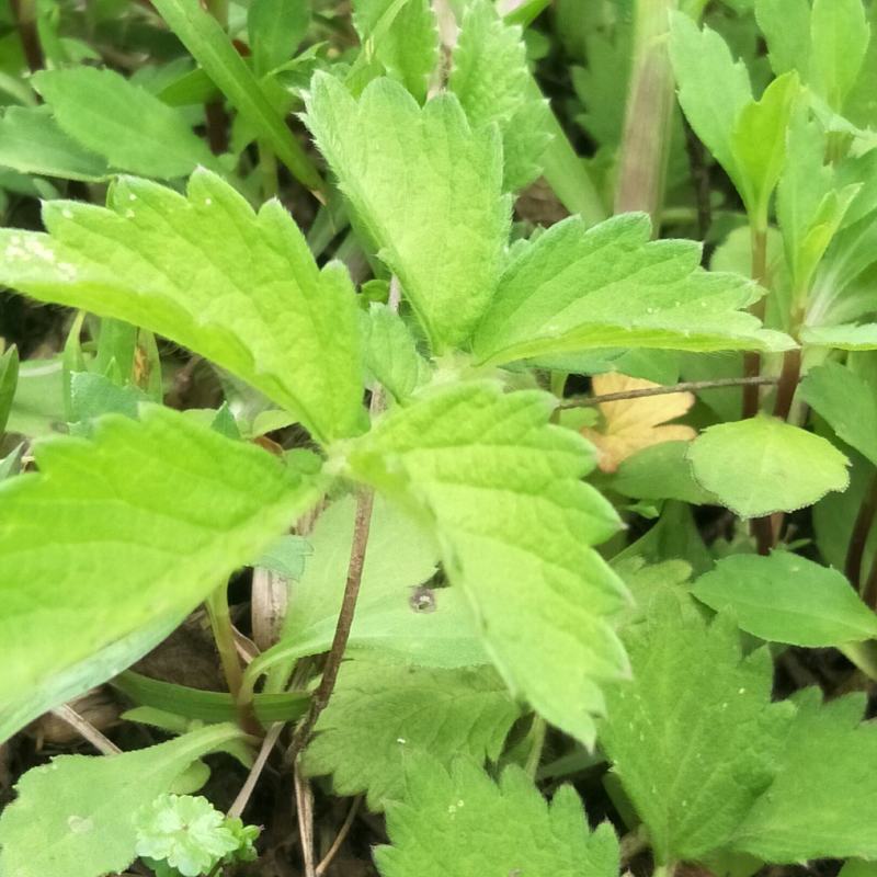 野生仙鹤草苗，抗癌草，天然生长，无化肥农药残留，绿色健康