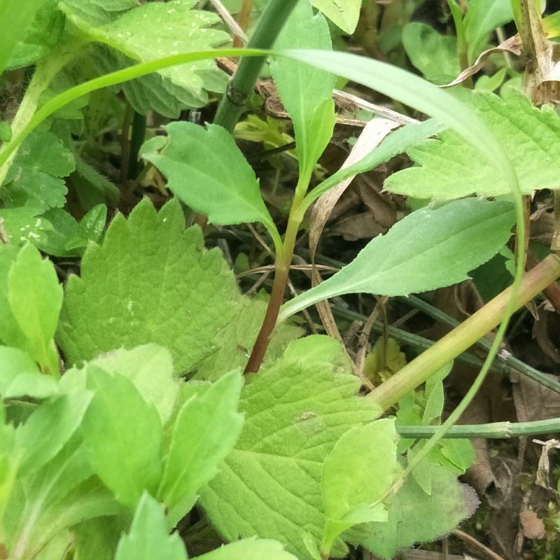 野生仙鹤草苗，抗癌草，天然生长，无化肥农药残留，绿色健康