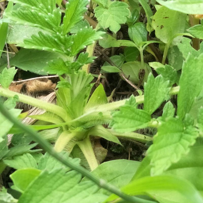 野生仙鹤草苗，抗癌草，天然生长，无化肥农药残留，绿色健康
