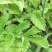 野生仙鹤草苗，抗癌草，天然生长，无化肥农药残留，绿色健康