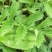 野生仙鹤草苗，抗癌草，天然生长，无化肥农药残留，绿色健康