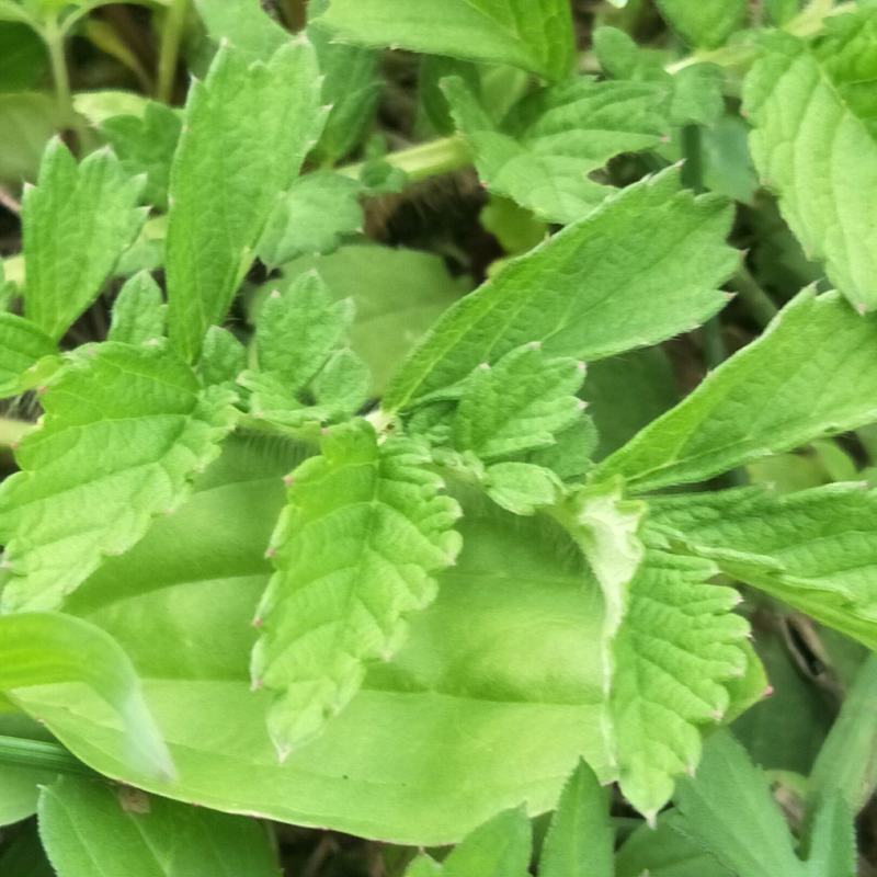 野生仙鹤草苗，抗癌草，天然生长，无化肥农药残留，绿色健康