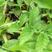 野生仙鹤草苗，抗癌草，天然生长，无化肥农药残留，绿色健康