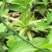 野生仙鹤草苗，抗癌草，天然生长，无化肥农药残留，绿色健康