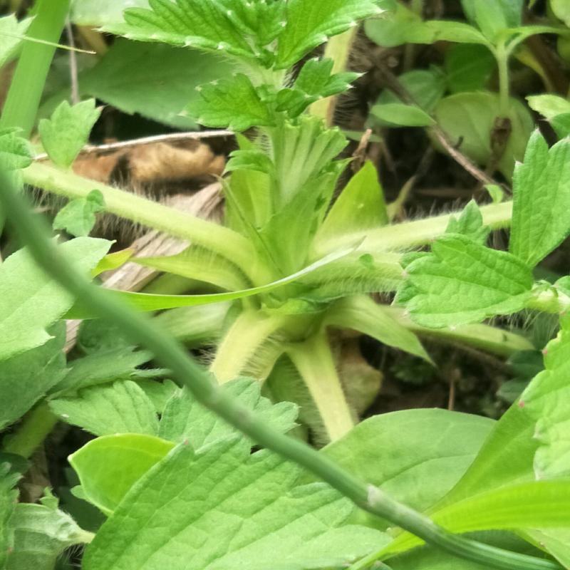 野生仙鹤草苗，抗癌草，天然生长，无化肥农药残留，绿色健康