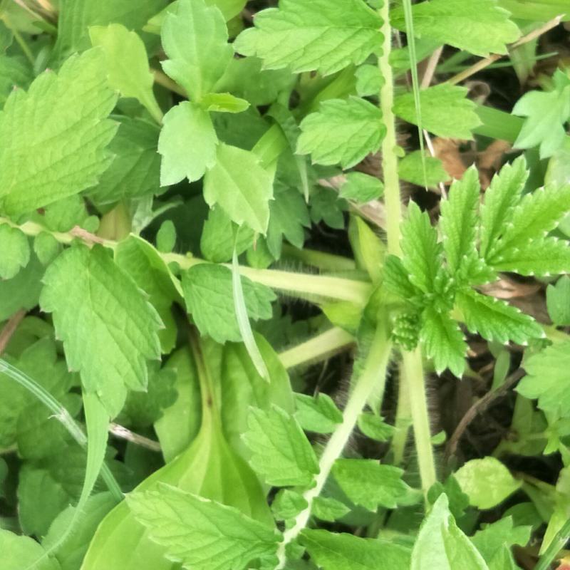 野生仙鹤草苗，抗癌草，天然生长，无化肥农药残留，绿色健康