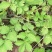 野生仙鹤草苗，抗癌草，天然生长，无化肥农药残留，绿色健康