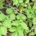 野生仙鹤草苗，抗癌草，天然生长，无化肥农药残留，绿色健康