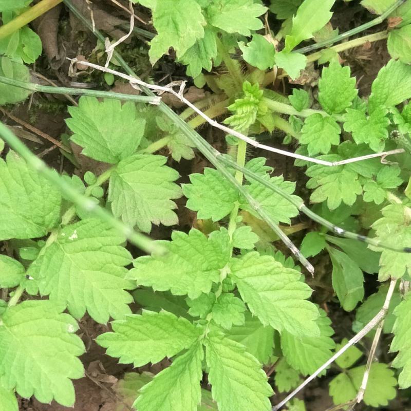 野生仙鹤草苗，抗癌草，天然生长，无化肥农药残留，绿色健康