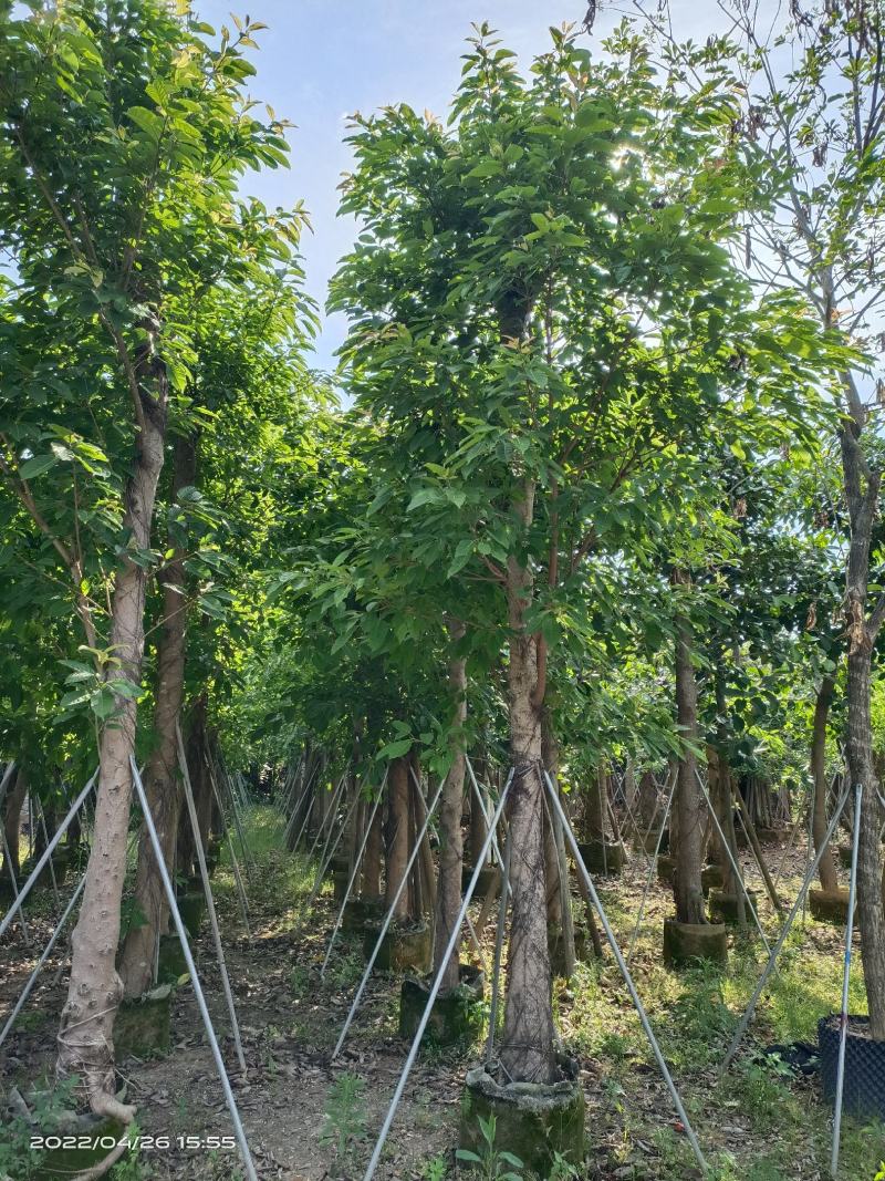 基地直销，大叶榕15～18分，大量现货，欢迎各位老板来电