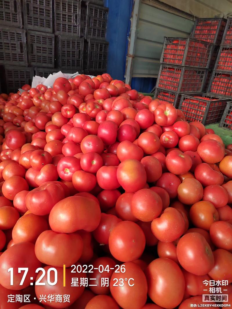 河北邢台南和区硬粉西红柿供电商各大档口，海量货源