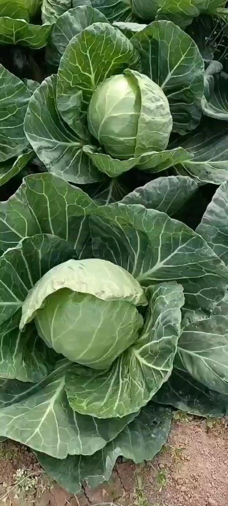 精品秋季甘蓝，产地一手货源，欢迎新老客户采购。