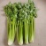 精品芹菜量大从优商超直供欢迎咨询品质优良