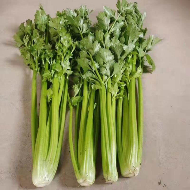 精品芹菜量大从优商超直供欢迎咨询品质优良