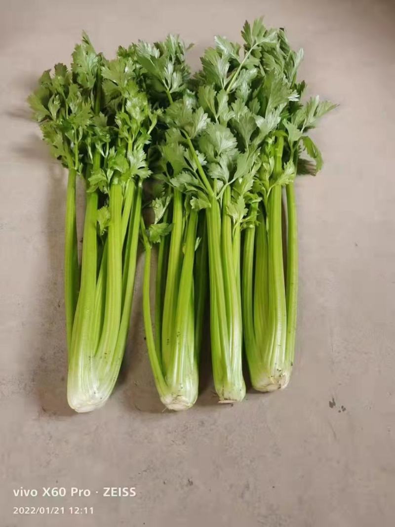 精品芹菜量大从优商超直供欢迎咨询品质优良