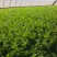 精品芹菜量大从优商超直供欢迎咨询品质优良