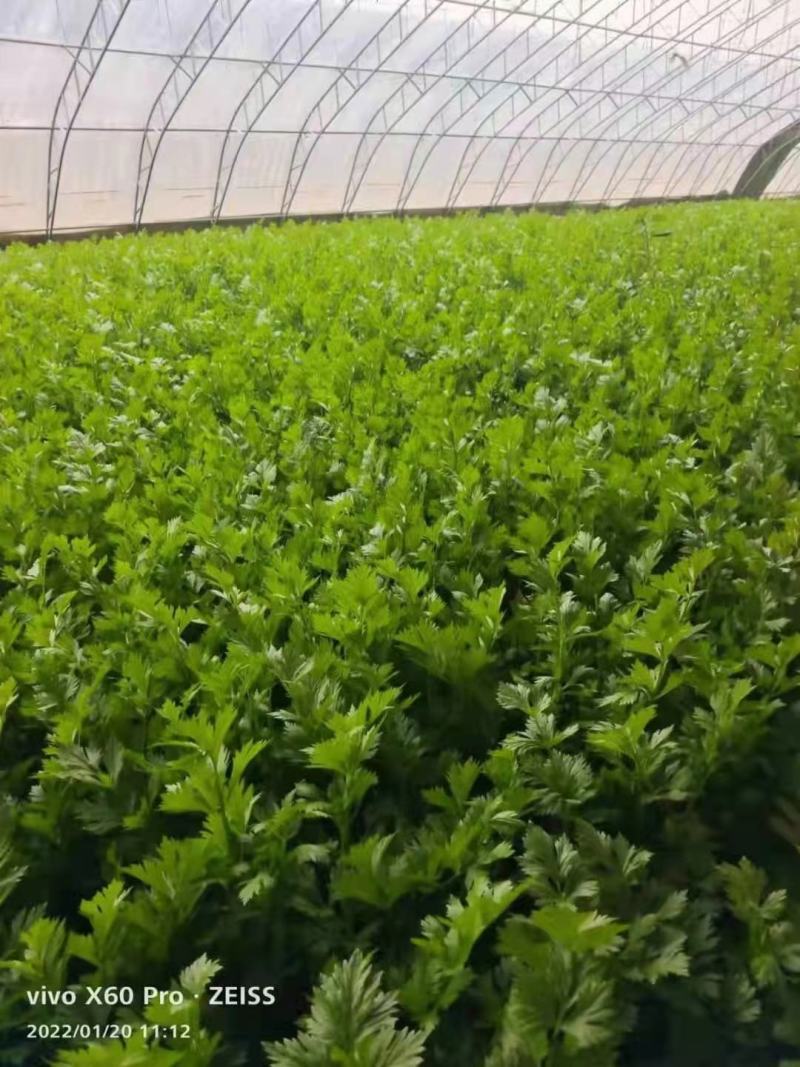 精品芹菜量大从优商超直供欢迎咨询品质优良