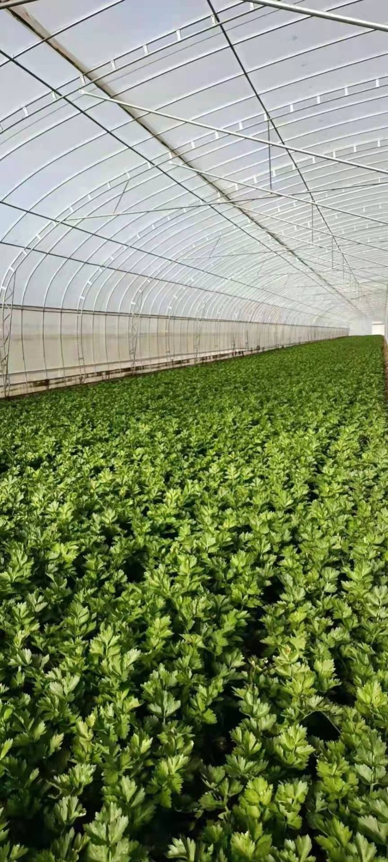 精品芹菜量大从优商超直供欢迎咨询品质优良
