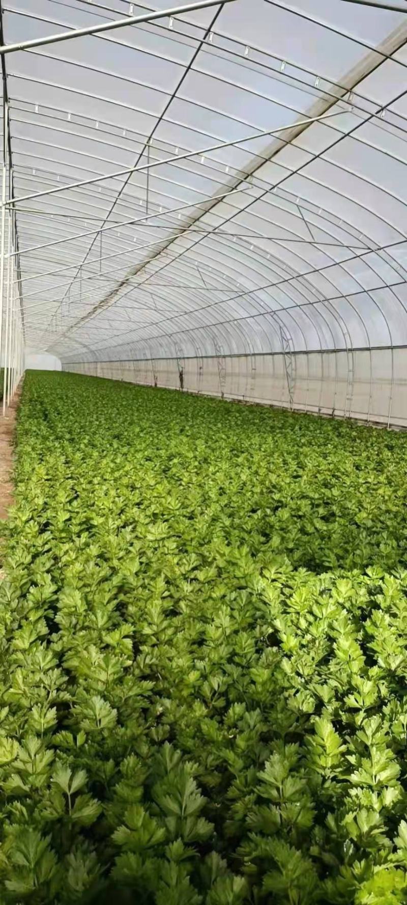 精品芹菜量大从优商超直供欢迎咨询品质优良