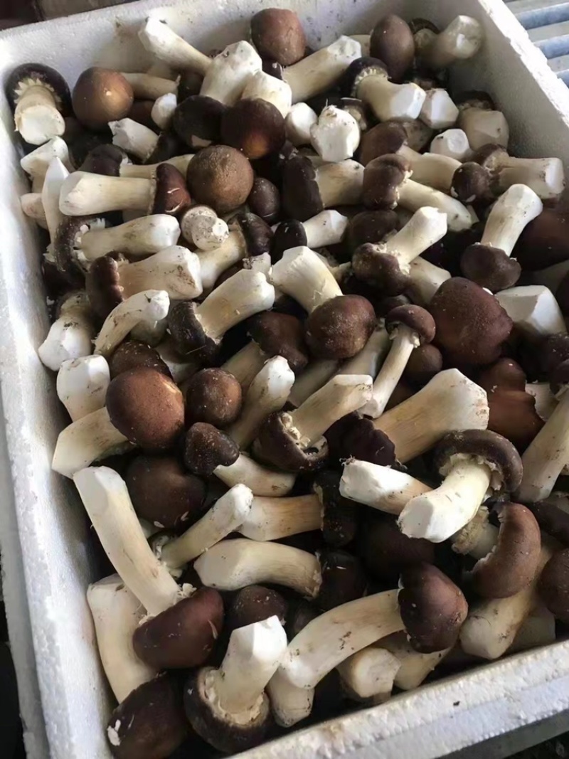 赤松茸