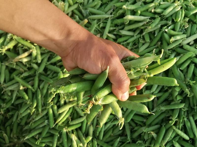 中碗6号和9甜碗豆已大量上市质量好无烂角，饱满度好