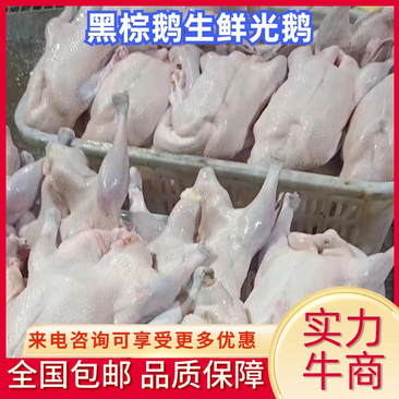 广东黑棕鹅全国包邮批发品质保障常年供应