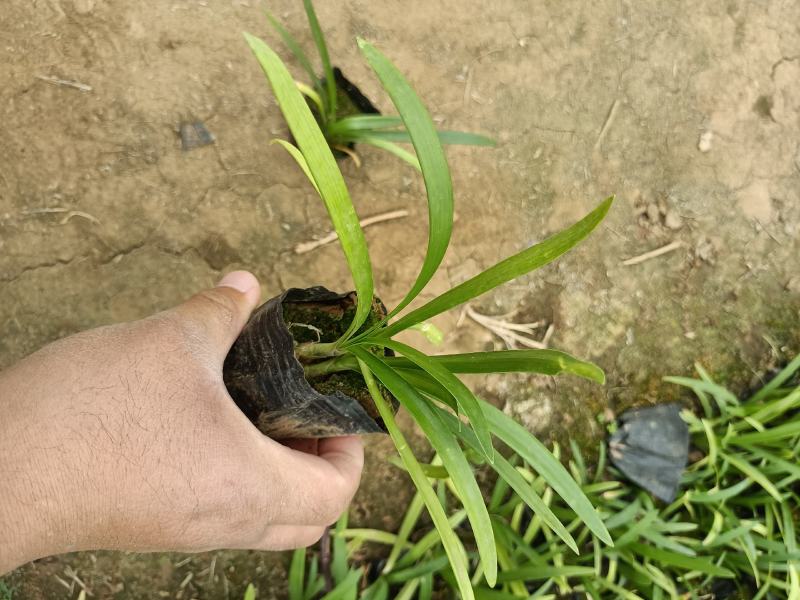 优质百子莲大量有货欢迎新老客户实地看货