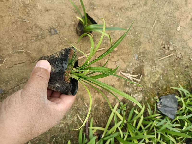 优质百子莲大量有货欢迎新老客户实地看货