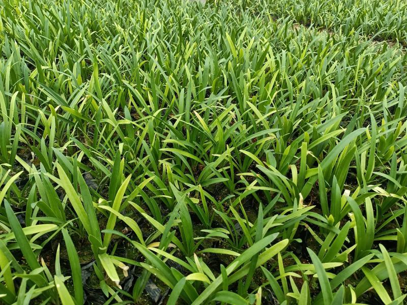 优质百子莲大量有货欢迎新老客户实地看货