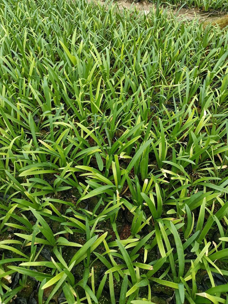 优质百子莲大量有货欢迎新老客户实地看货