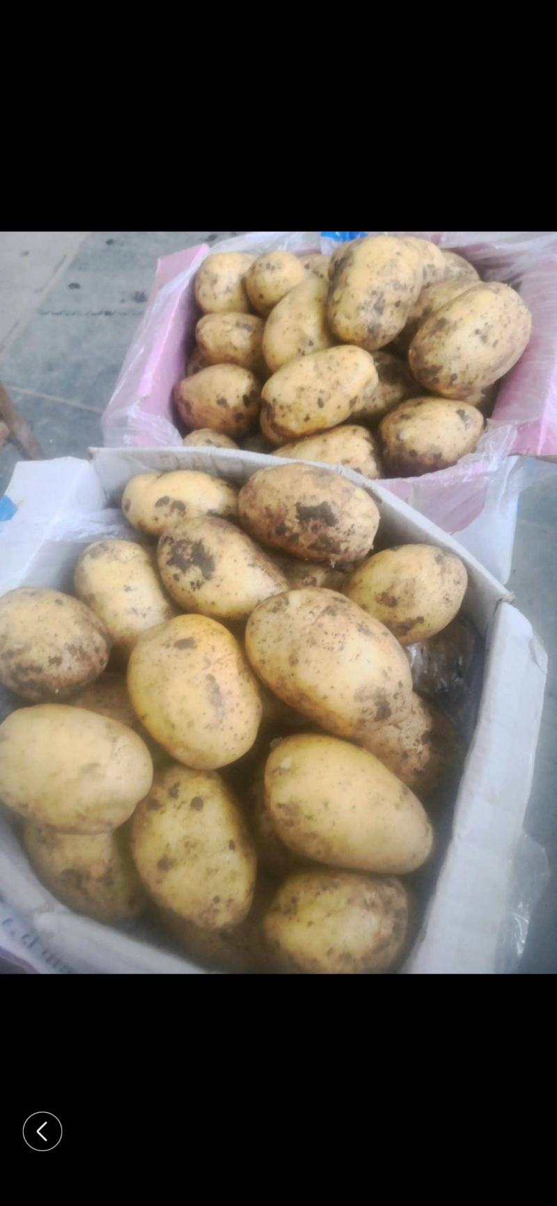 希森6号土豆量大从优商超直供欢迎咨询品质优良