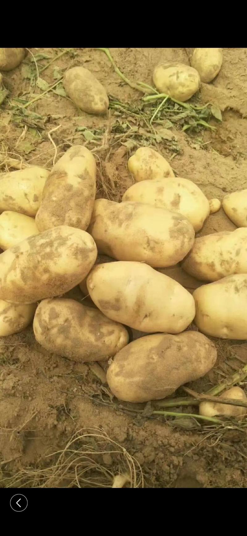 希森6号土豆量大从优商超直供欢迎咨询品质优良