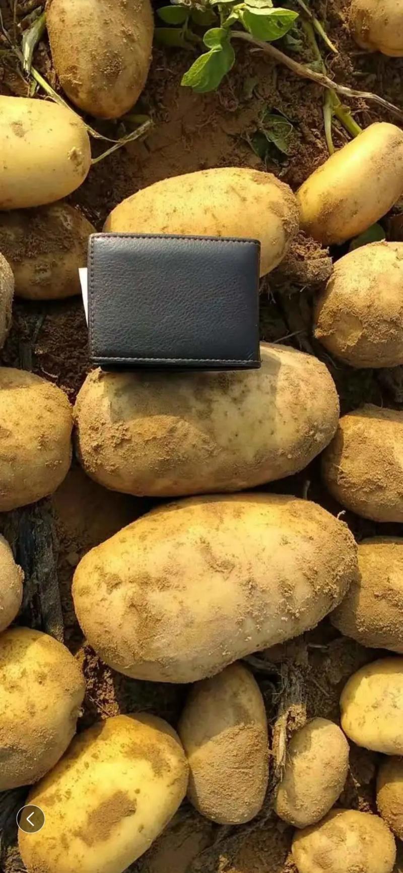 希森6号土豆量大从优商超直供欢迎咨询品质优良