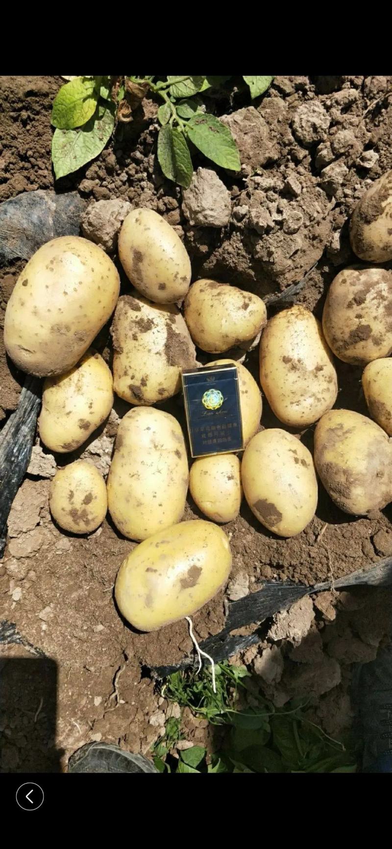 希森6号土豆量大从优商超直供欢迎咨询品质优良