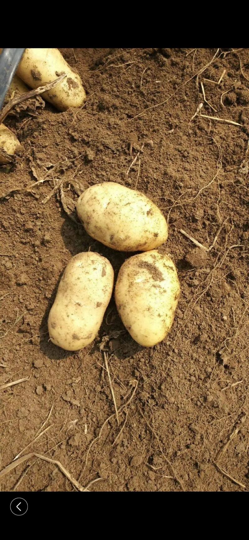 希森6号土豆量大从优商超直供欢迎咨询品质优良