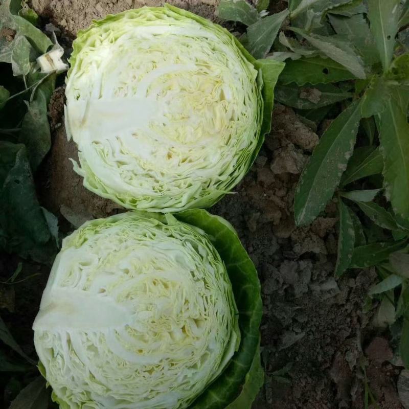 甘蓝产地直销量大从优品质优良欢迎咨询