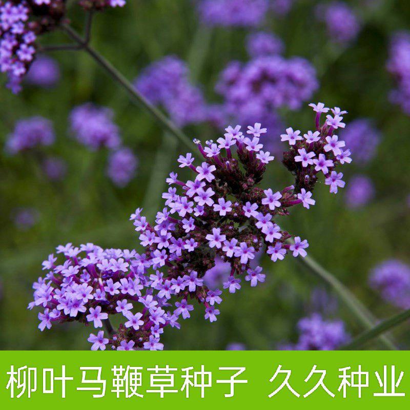 柳叶马鞭草种子多年生宿根草花花种子花海庭院绿化观花种籽