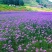 柳叶马鞭草种子多年生宿根草花花种子花海庭院绿化观花种籽
