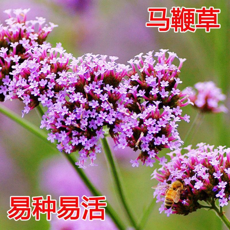 柳叶马鞭草种子多年生宿根草花花种子花海庭院绿化观花种籽