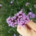 柳叶马鞭草种子多年生宿根草花花种子花海庭院绿化观花种籽