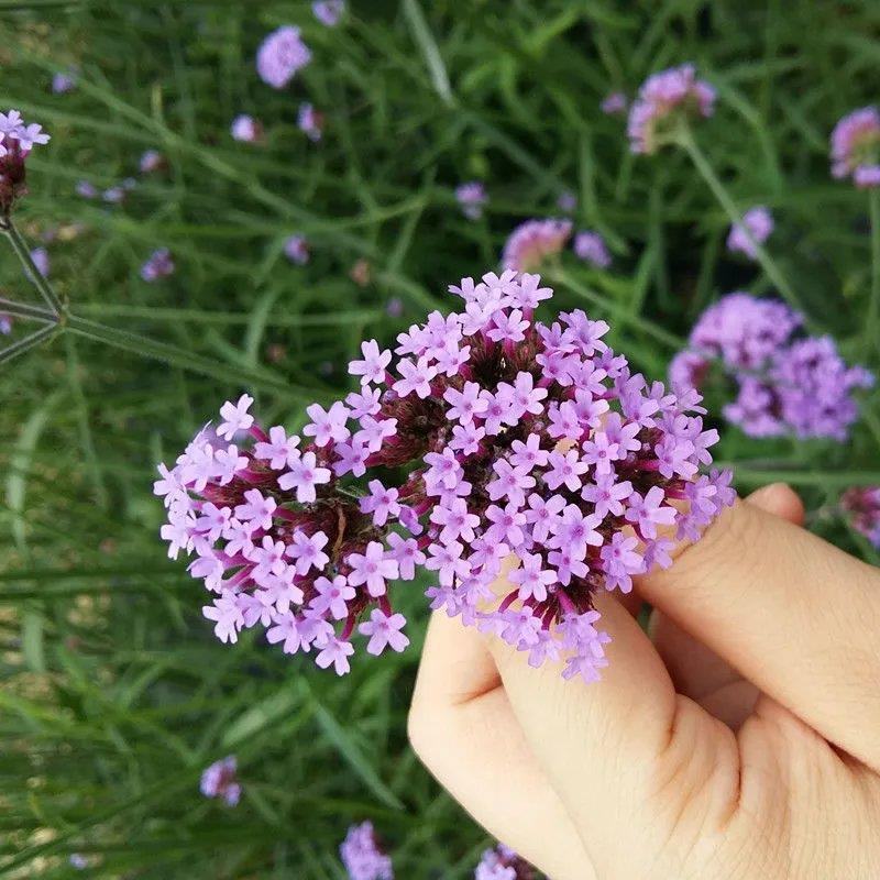 柳叶马鞭草种子多年生宿根草花花种子花海庭院绿化观花种籽