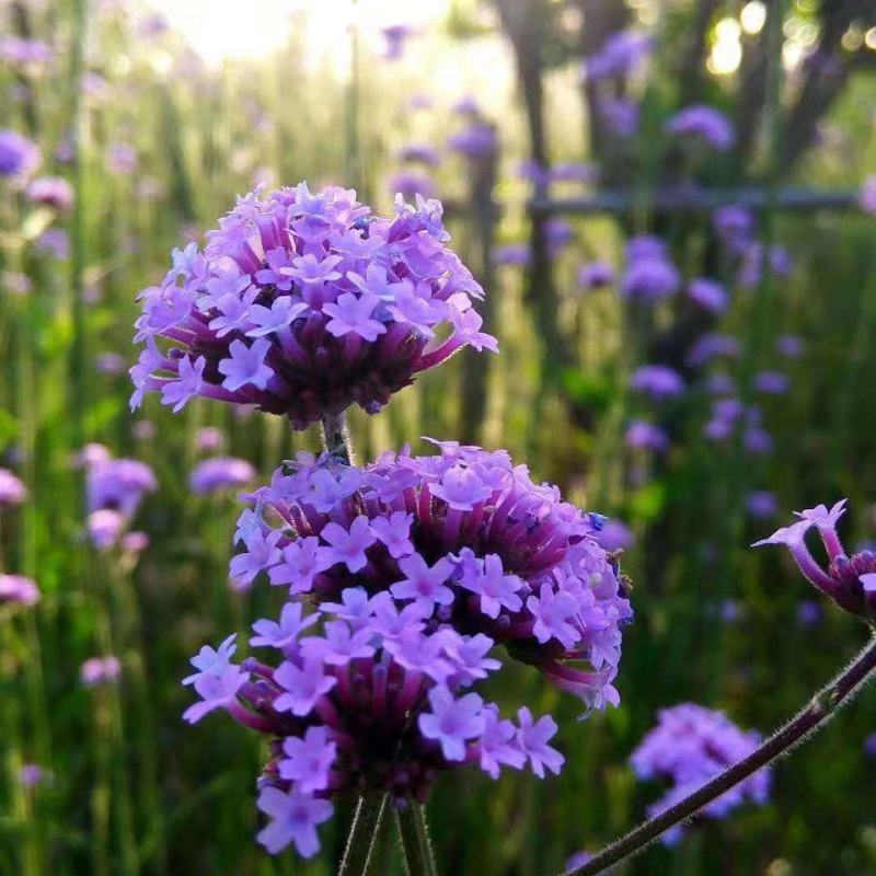 柳叶马鞭草种子多年生宿根草花花种子花海庭院绿化观花种籽