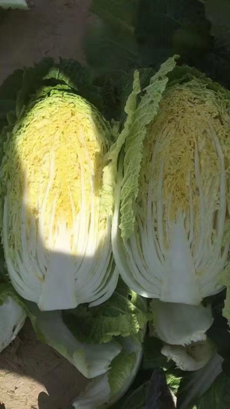 白菜产地直销量大从优品质优良欢迎咨询