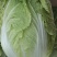 白菜产地直销量大从优品质优良欢迎咨询