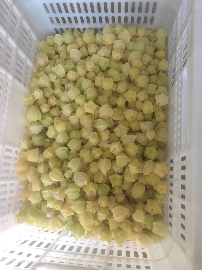 丹东鲜菇茑、黄金豆、大量上市了、欢迎各位朋友前来选购！