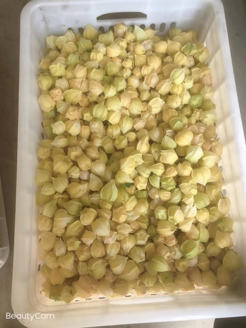 丹东鲜菇茑、黄金豆、大量上市了、欢迎各位朋友前来选购！