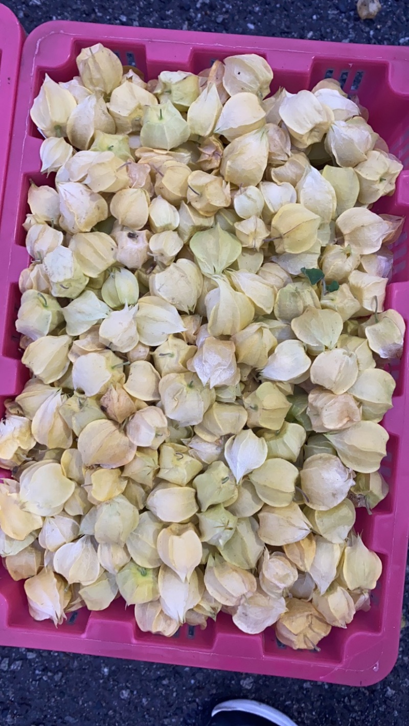 丹东鲜菇茑、黄金豆、大量上市了、欢迎各位朋友前来选购！