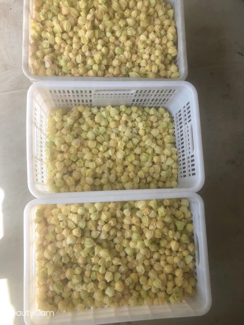 丹东鲜菇茑、黄金豆、大量上市了、欢迎各位朋友前来选购！