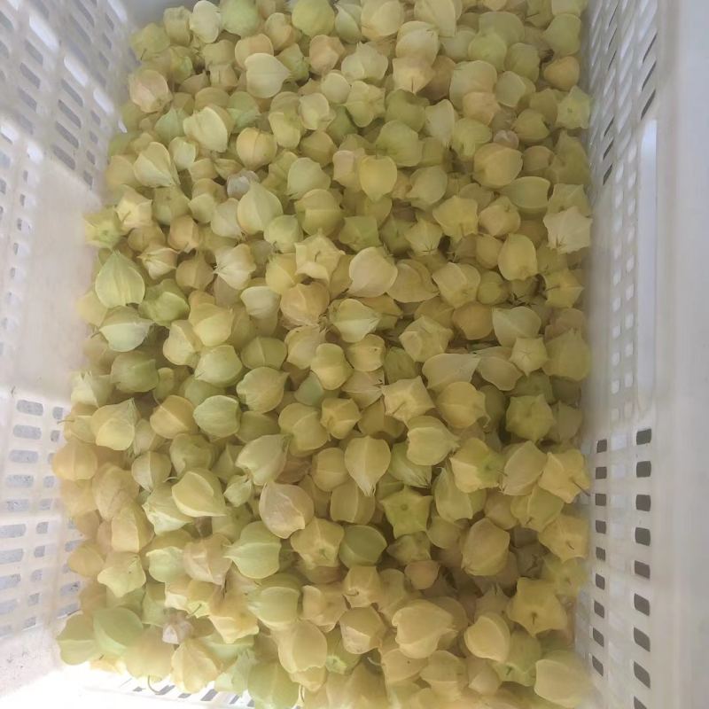 丹东鲜菇茑、黄金豆、大量上市了、欢迎各位朋友前来选购！