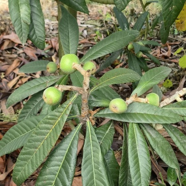 白玉枇杷